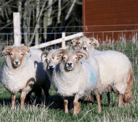 abattoir-sheep